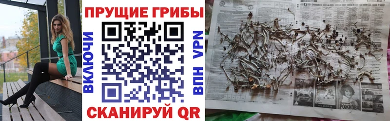 mega онион  Вяземский  Галлюциногенные грибы Psilocybine cubensis  купить  